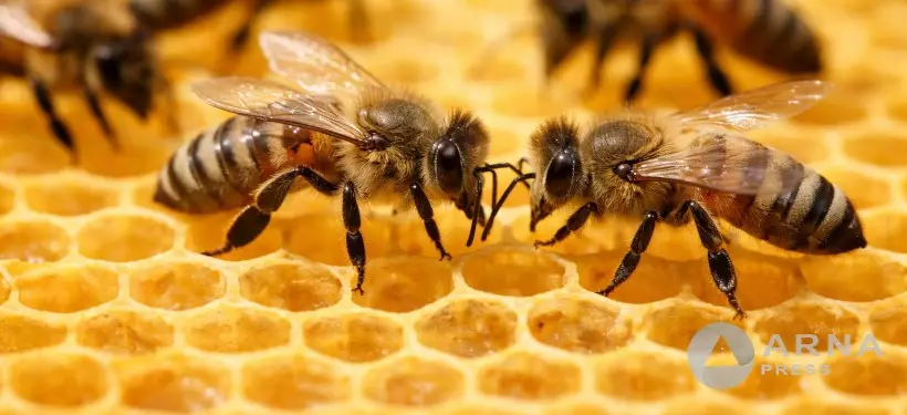 Қазақстанда ара шаруашылығы қарқынды дамып келеді