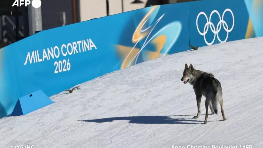 Собака на финише стала звездой Олимпиады-2026