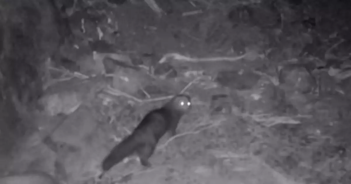  Алтын-Емел ұлттық паркінде сусарлар фототұзаққа түсіп қалды 