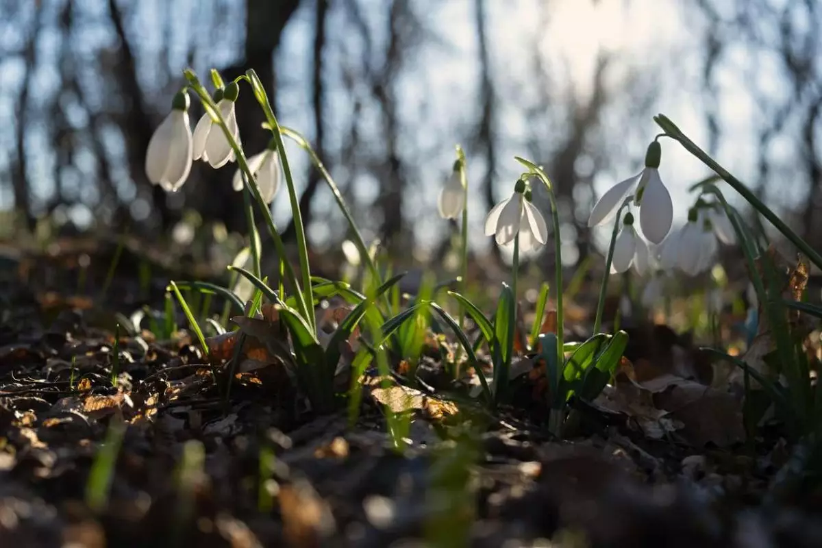 Почти весна: Шымкенте потеплеет до +24 градусов