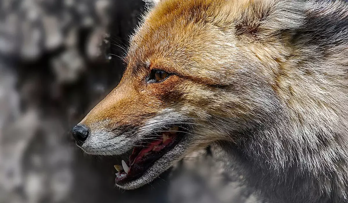 Лиса заразила бешенством коров в Восточно-Казахстанской области