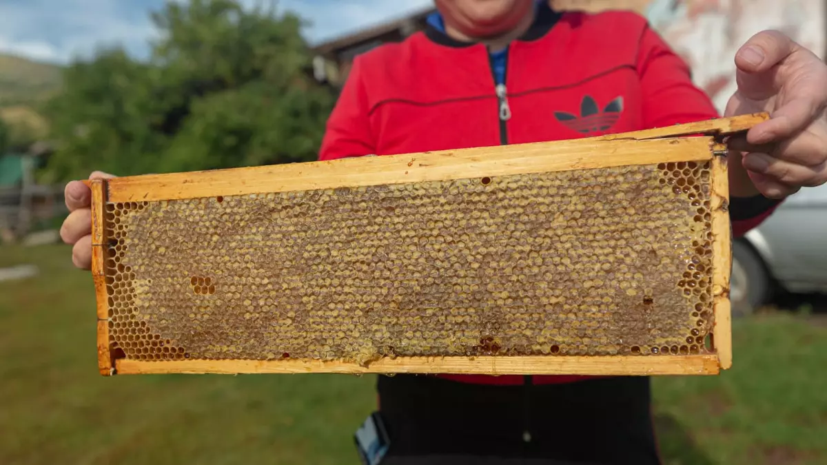 Бал экспорты рекорд жаңартты: 1 477 тонна шетелге жөнелтілді