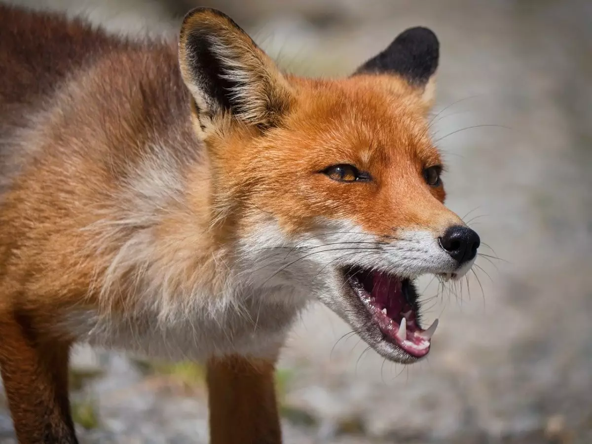 Коровы заразились бешенством от лисы в ВКО