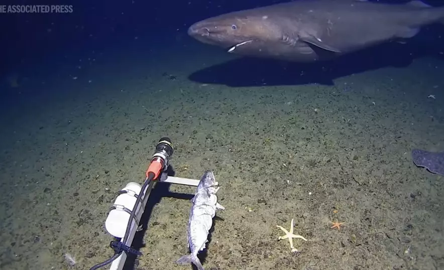 Акула-призрак из ледяной бездны: у берегов Антарктиды впервые сняли загадочного хищника