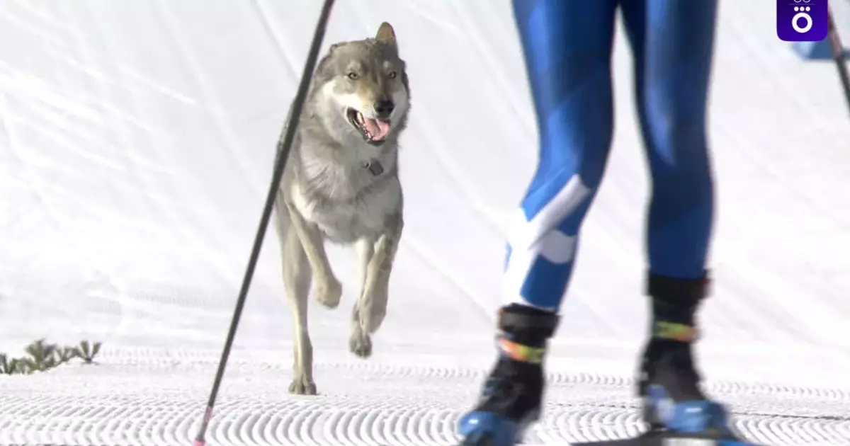  Қысқы олимпиада-2026: Шаңғышылардың соңынан жүгірген ит әлемге танылды 