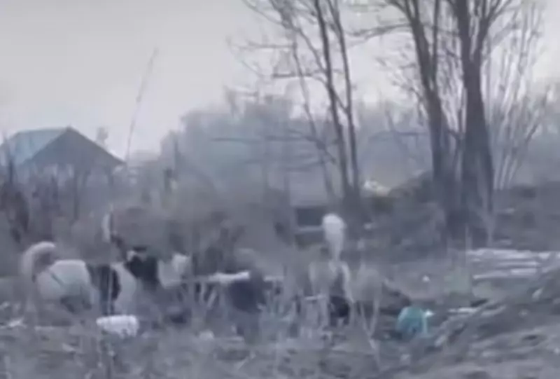 Стая собак напала на 52-летнюю женщину в Каскелене