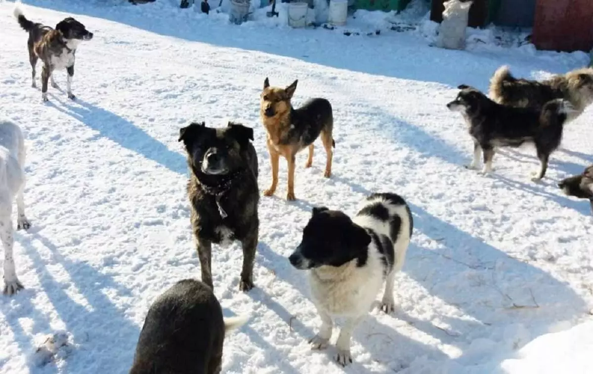 Стая собак загрызла пожилую женщину в Алматинской области