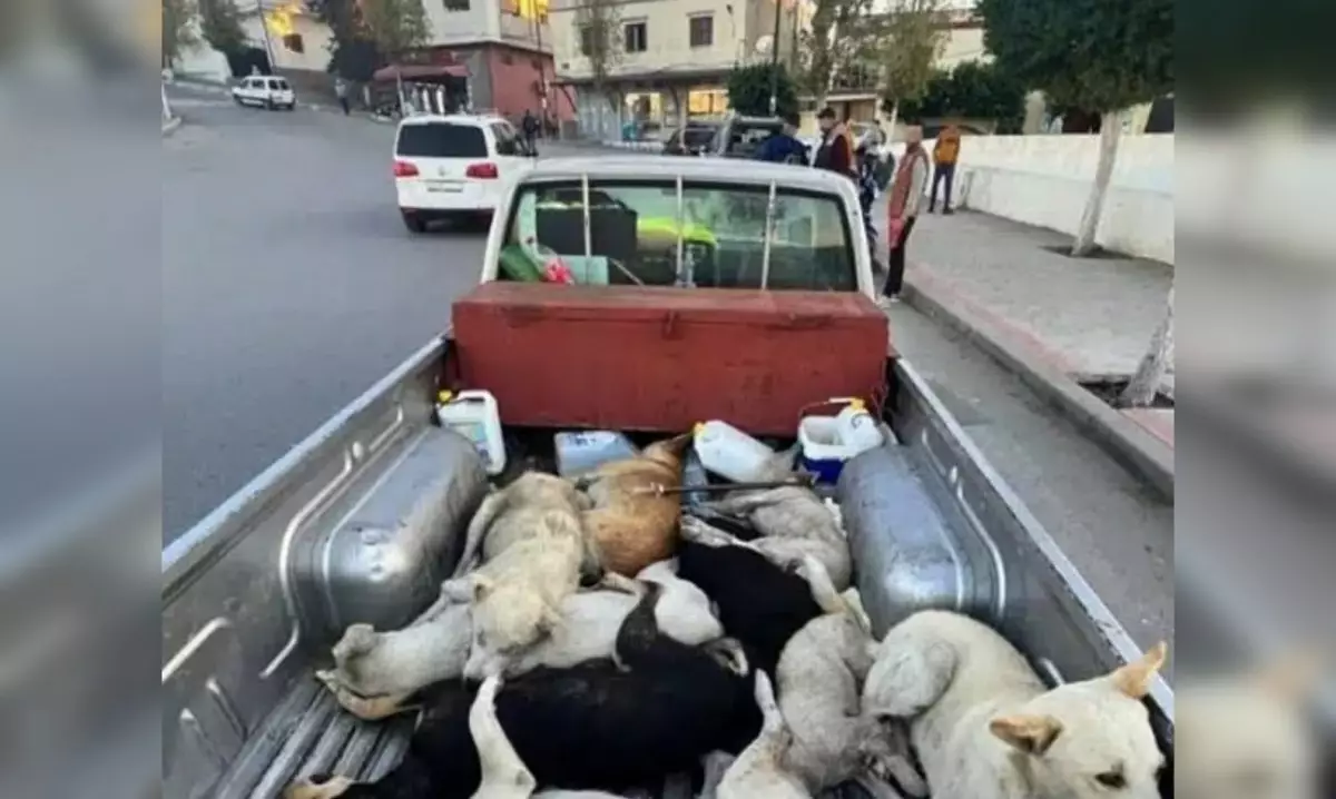 Три миллиона собак расстреляют перед чемпионатом мира по футболу в Марокко