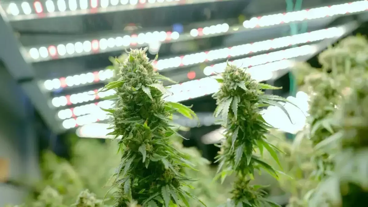 Жамбыл облысында қылмыстық топ ұсталды: олардан ірі көлемде есірткі табылды