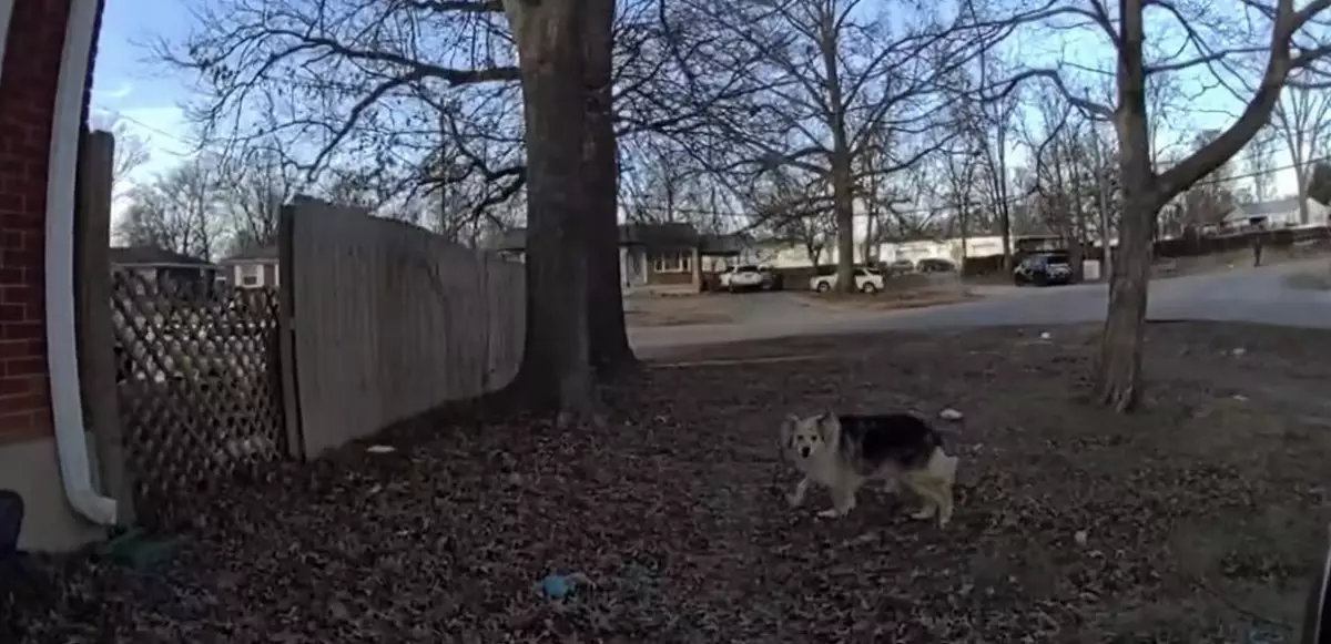 Мистический пес помог найти пропавшего ребенка в Кентукки