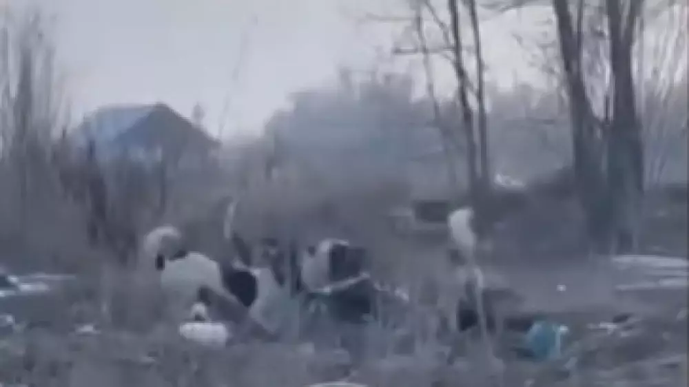 Алматы облысында иттер 52 жастағы әйелді талап тастады