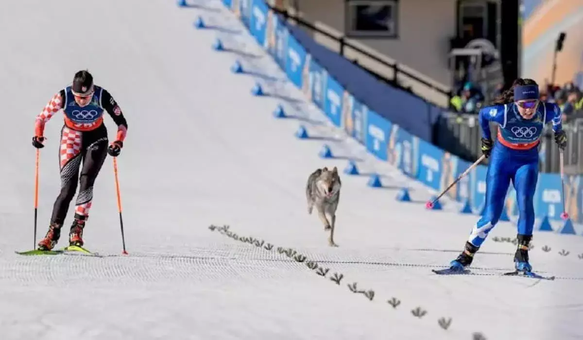 «Волк» выбежал на трассу? Лыжницы на Олимпиаде приняли собаку за хищника (ВИДЕО)