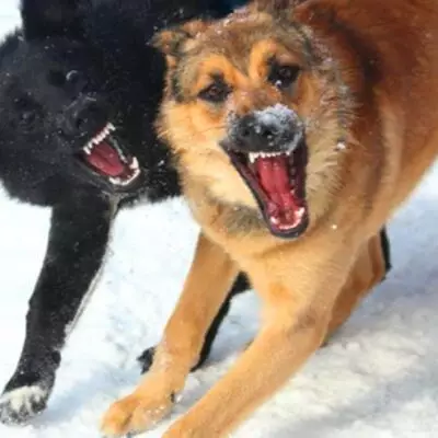 В Алматинской области бродячие собаки чуть не убили пожилую женщину