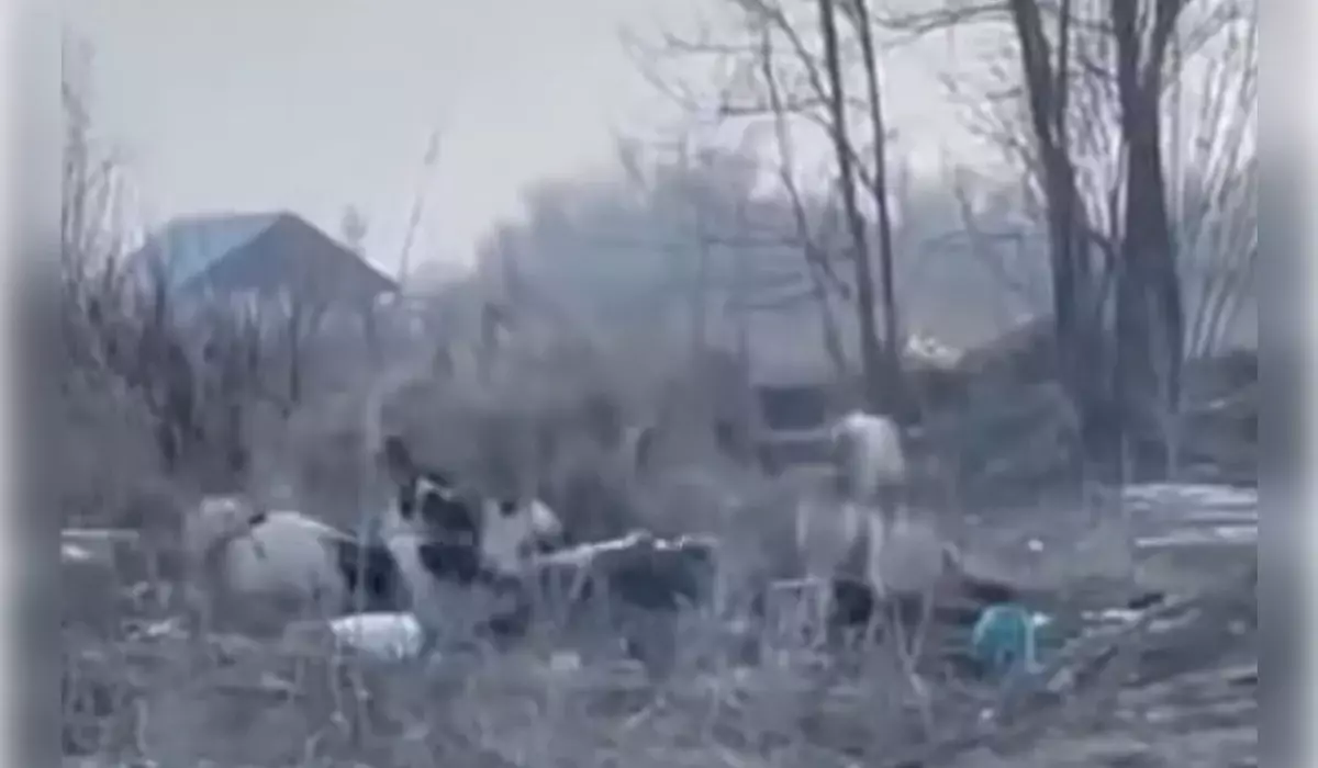 Стая собак едва не растерзала женщину в Алматинской области (ВИДЕО)