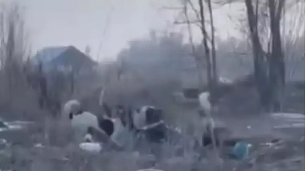 Алматы облысында 52 жастағы әйелді бір топ ит талап тастады (ВИДЕО) 