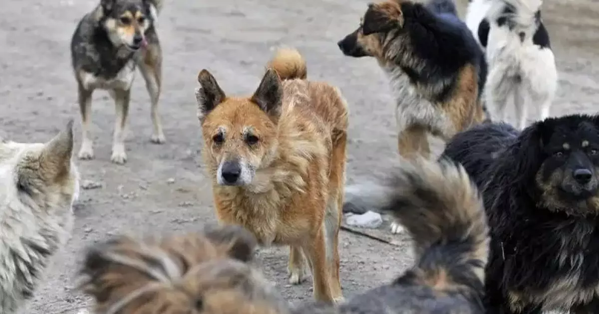  52 жастағы әйелді он ит талап тастаған 