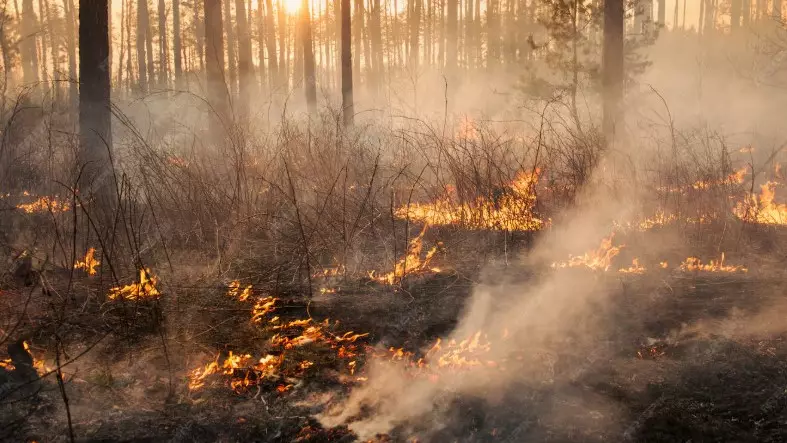Лесники Костанайской области ответят за миллионный ущерб и скрытые пожары