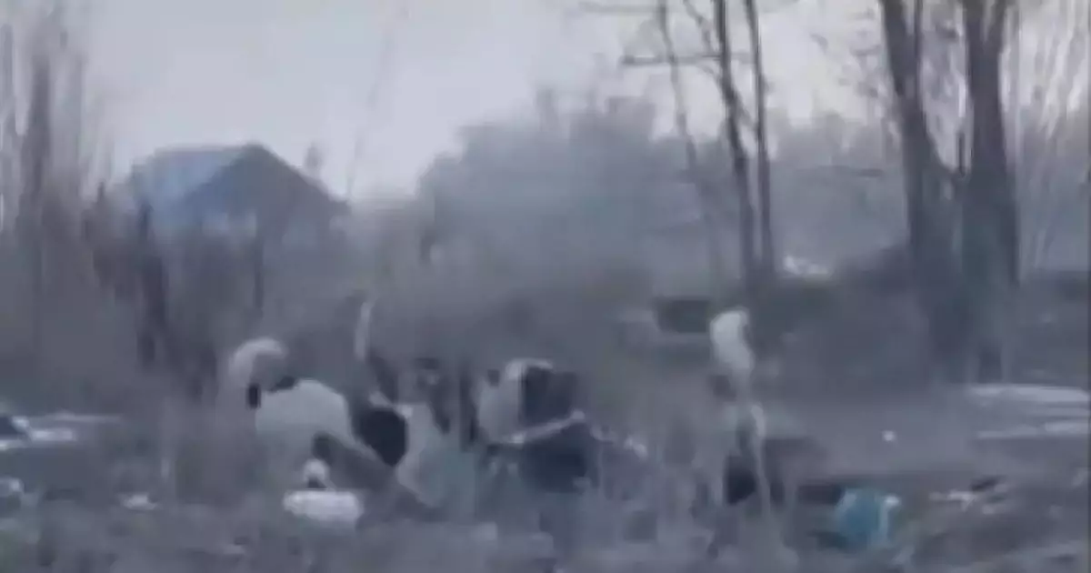  Стая собак едва не растерзала женщину в Алматинской области 