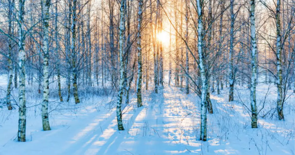  Қостанайда орман шаруашылығына жауапты тұлғалар жазаланды 