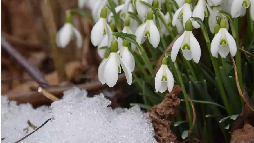 Ел тұрғындарының наурызда неше күн демалатыны белгілі болды