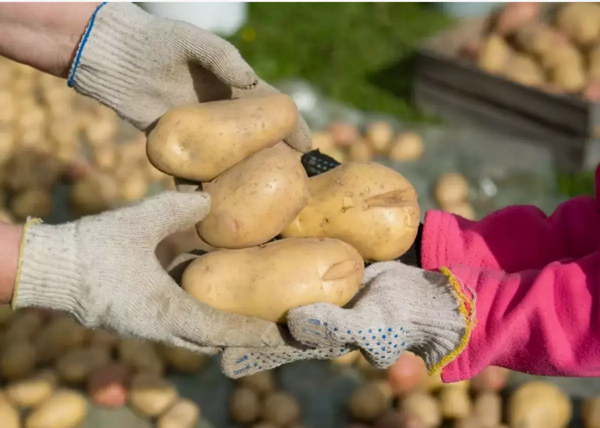 Картофель по 200 или по 600? Вице-министр сельского хозяйства ответил на главные опасения казахстанцев - новости на Lada.kz 19.02.2026