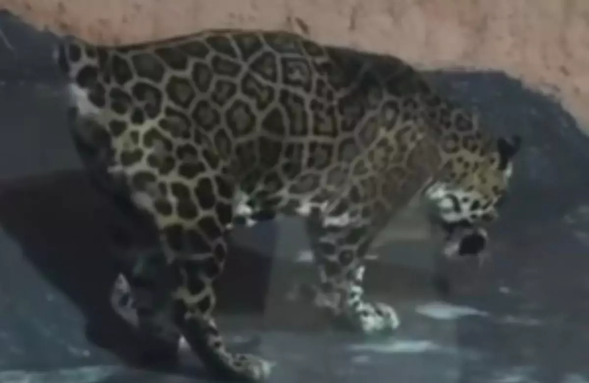 "Әбден әлсіреген": Алматы зообағындағы ягуардың жағдайы желі қолданушыларының наразылығын тудырды