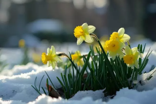 Қазақстанның басым бөлігінде аяз күтіледі