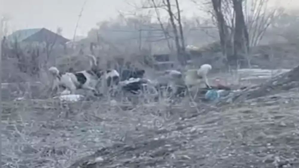 Стая собак едва не растерзала женщину в Алматинской области: стали известны подробности