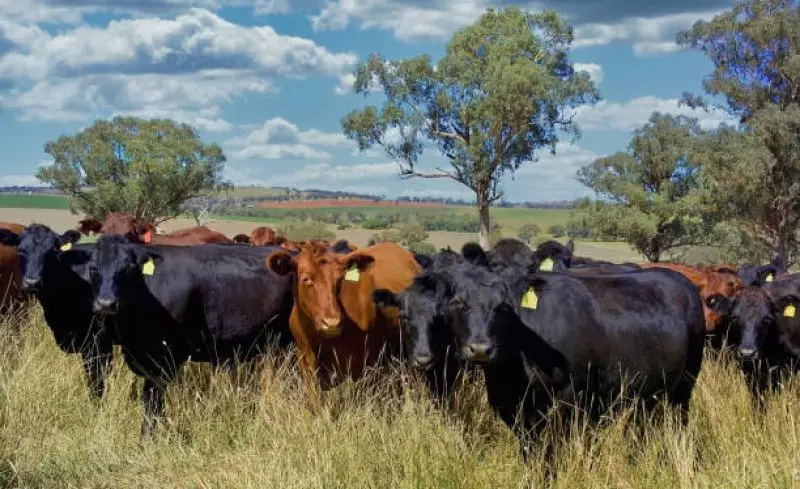 Казахстан изучает рынки от Уругвая до Австралии в поисках племенного скота
