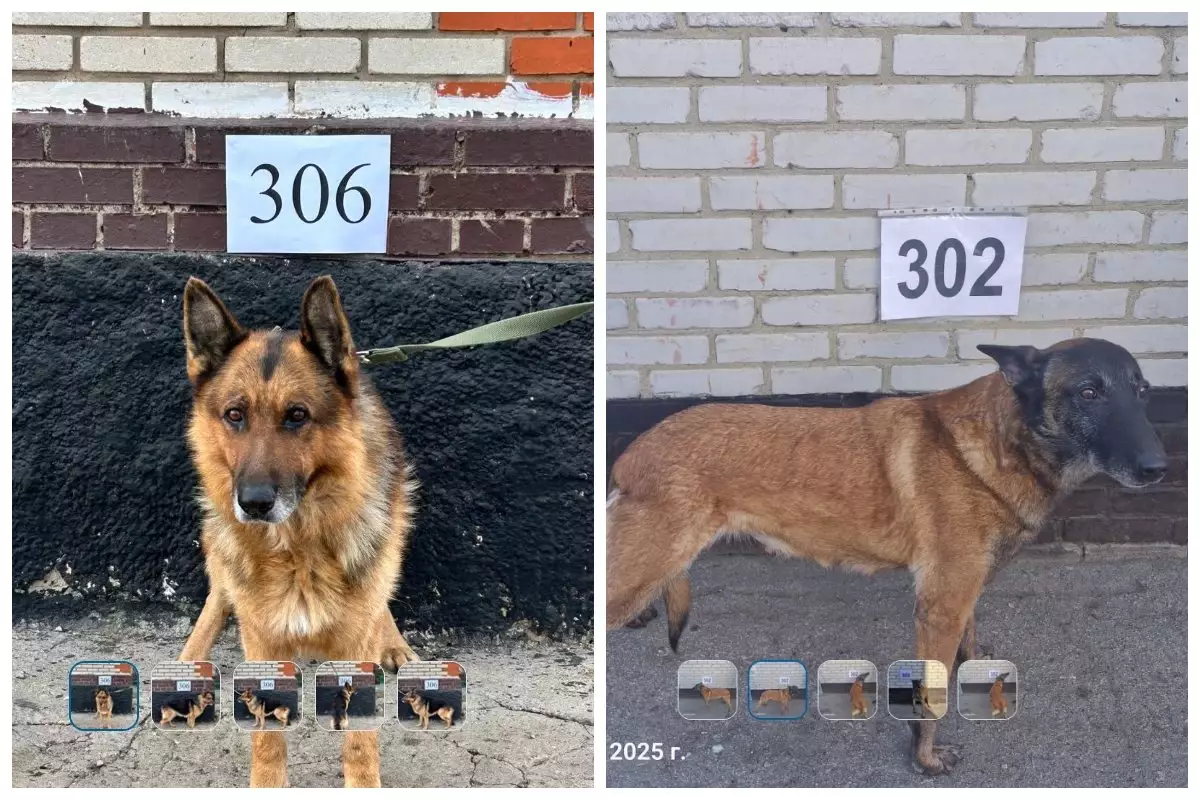 Қазақстандықтар шекаралық қызметте болған иттерді аукцион арқылы сатып ала алады