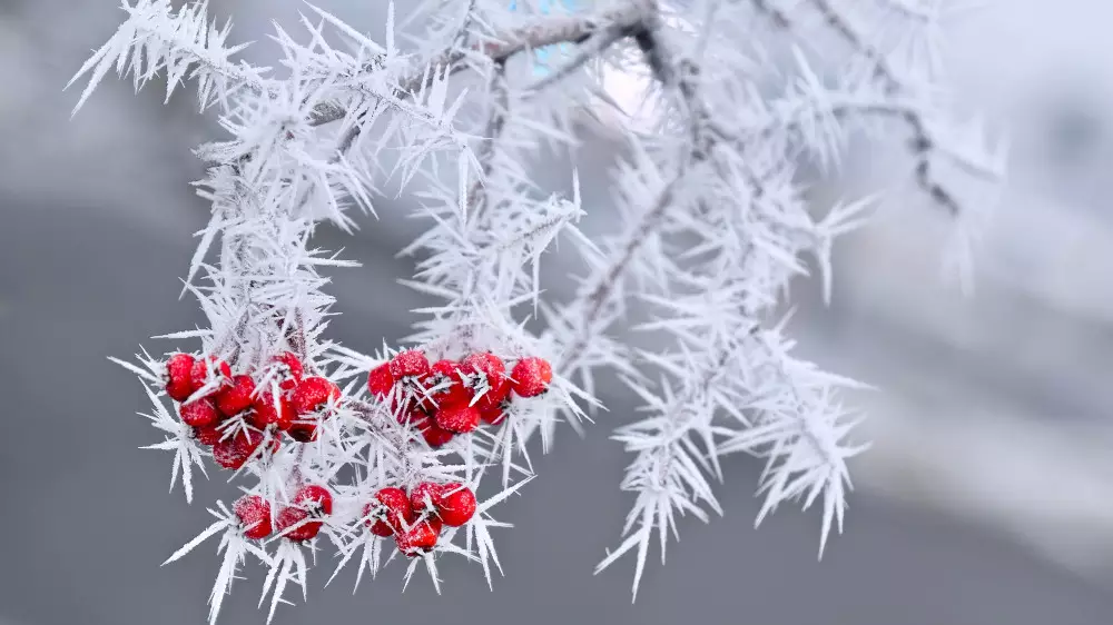 37-градусные морозы ударят в Казахстане