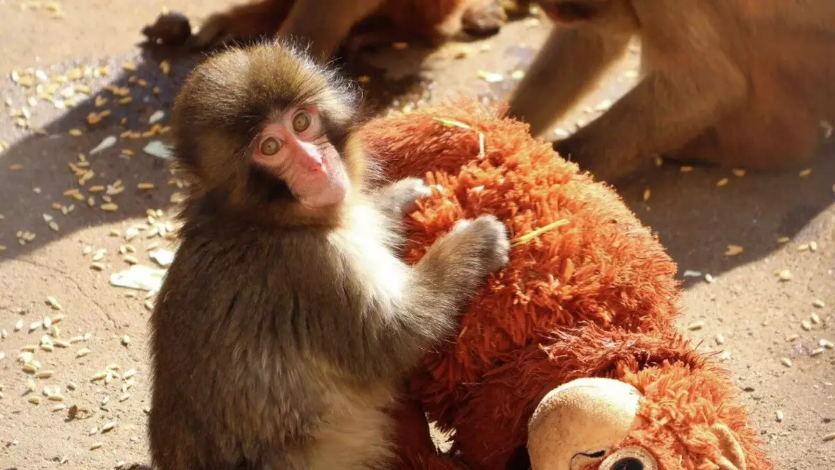 От малыша Панчо отказалась мама: как обезьянка из Японии стала мировой знаменитостью