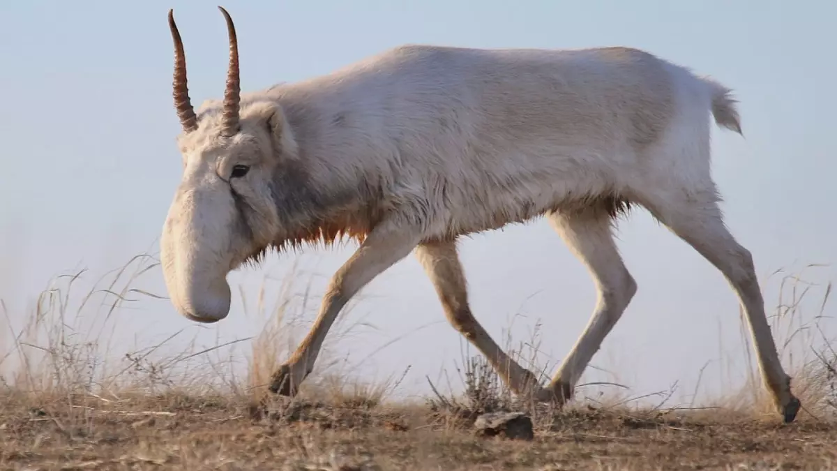 В Казахстане усиливают контроль за сайгаками и их рогами