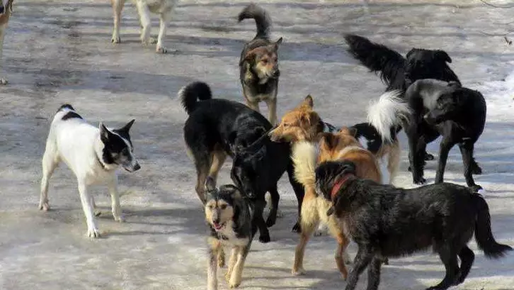 «52 жастағы әйелді 6 ит талап тастаған»: Алматы облысындағы сұмдық оқиға туралы тың деректер мәлім болды (ВИДЕО)