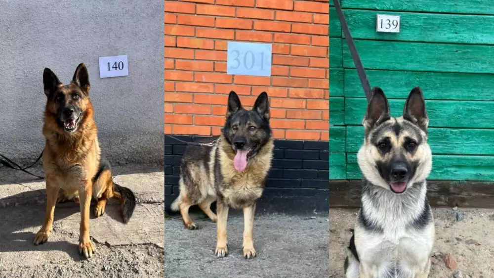 Служебных собак-ветеранов распродали по 900 тенге