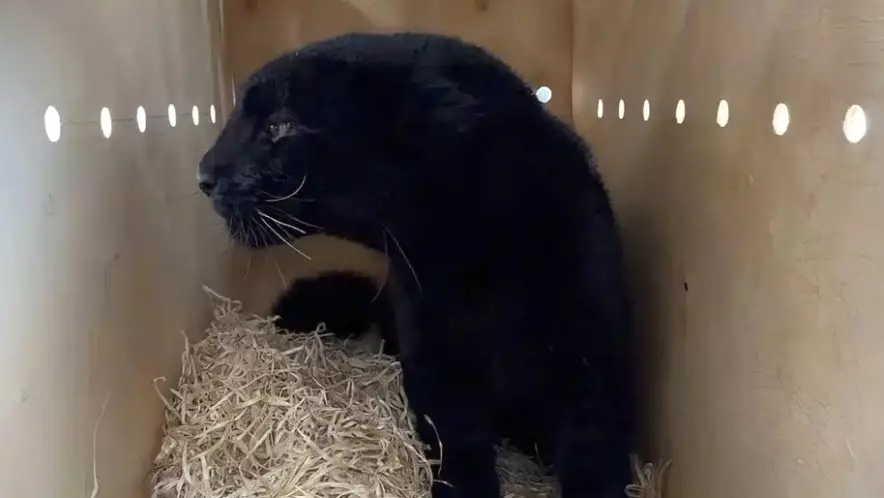 Редкий дальневосточный леопард доставлен в Алматы рейсом из Екатеринбурга