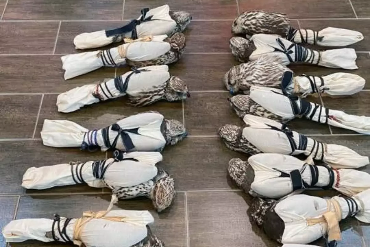 В Атырау осудили организатора схемы вывоза краснокнижных балобанов