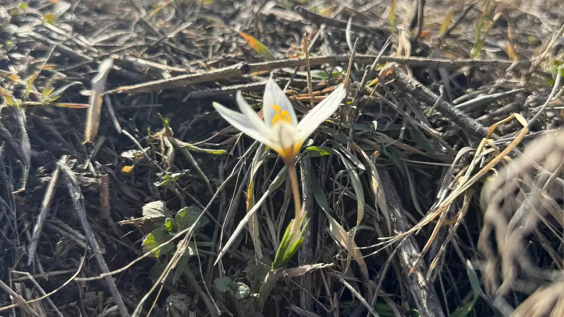 Алматы қорығы аумағында Қызыл кітаптағы бәйшешектер гүлдеді