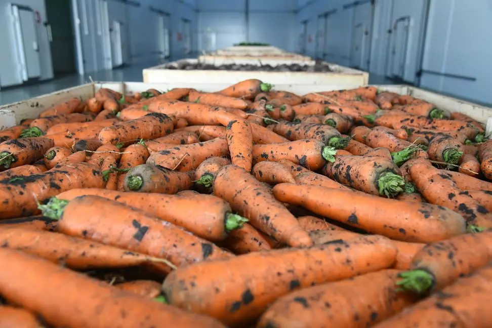 300 тонн моркови отправили из Волгоградской области в Казахстан