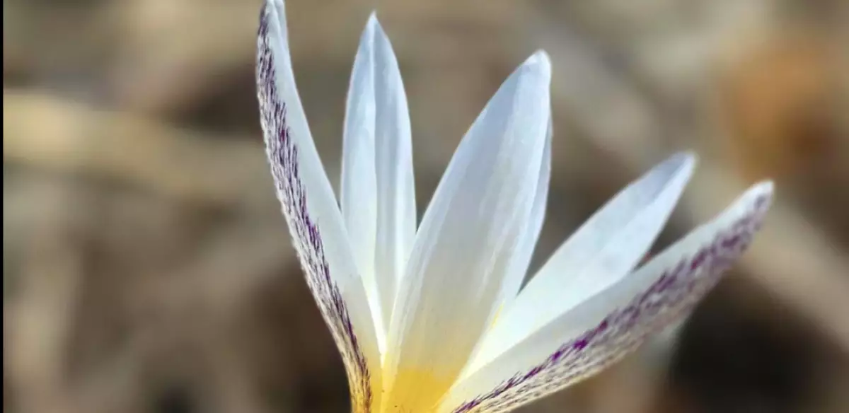 Алматыда бәйшешекті жұлғандарға қандай жаза қарастырылған?