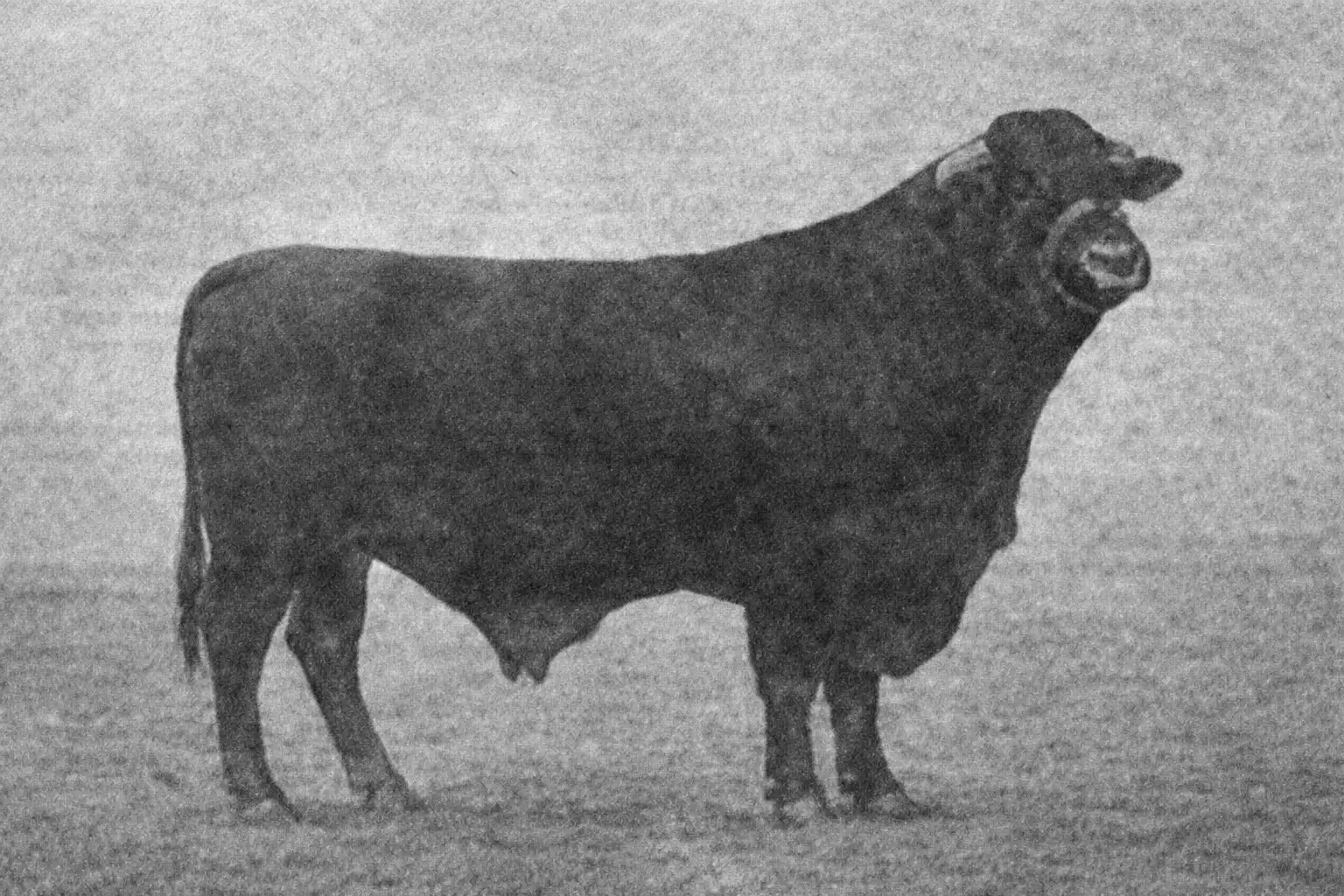 Как американский скот пытались прижить в Казахстане