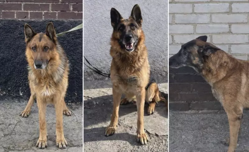 Списанных собак КНБ продали на торгах по 900 тенге в Казахстане