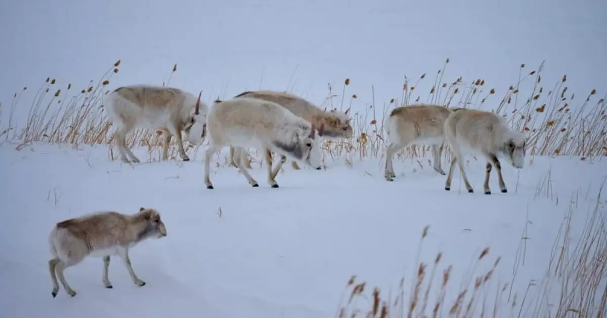   Ақбөкендер Аралдан араша сұрай ма?   