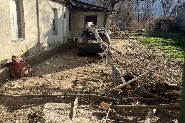 Жамбылда қатты желден ағаштар құлап, жарық пен газ өшіп қалған