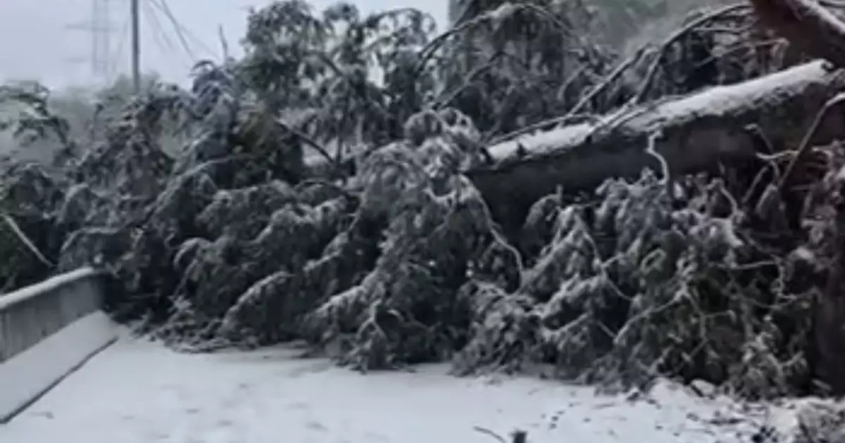  Алматыда дауыл салдарынан Шымбұлақта алып ағаш құлады 