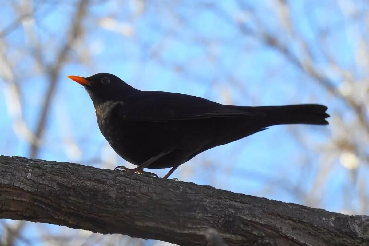 В Атырау обитает «Птица года – 2026»