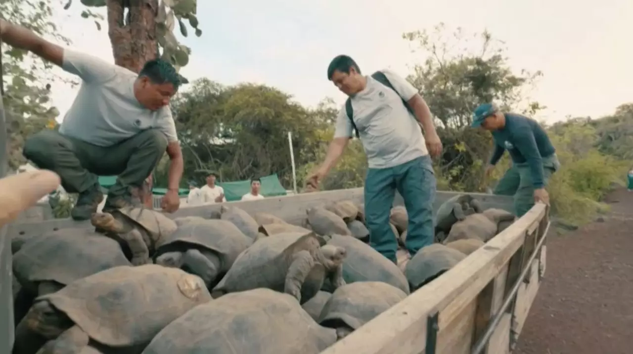 Исчезнувших черепах возвращают в Эквадор