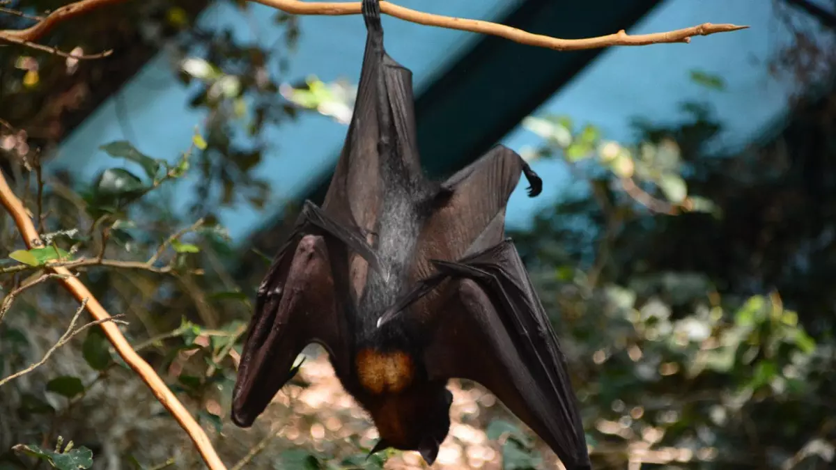 У летучих мышей в Индонезии обнаружены антитела к вирусу Нипах