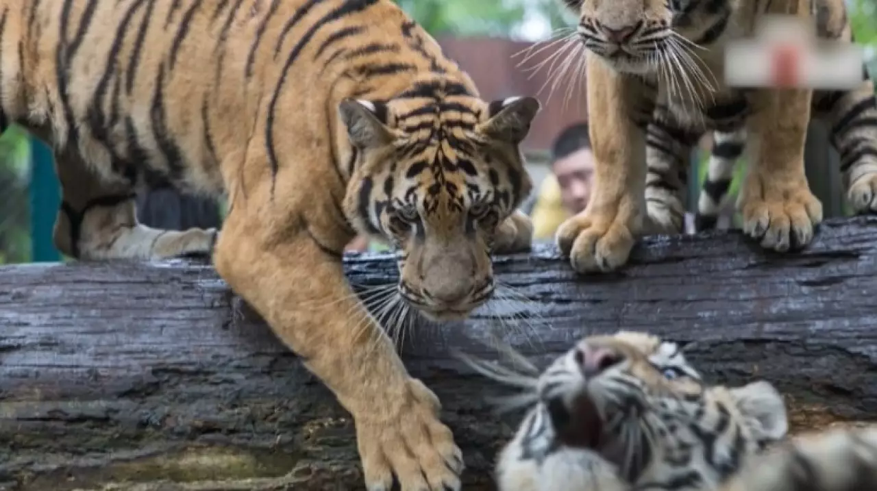 Массовая гибель тигров зафиксирована в Таиланде