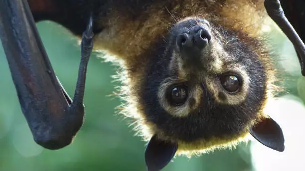 Индонезияда жарқанаттардан Нипах вирусына қарсы антиденелер анықталды